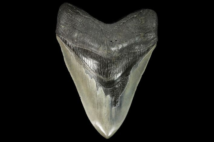 Serrated, 4.89" Fossil Megalodon Tooth - South Carolina